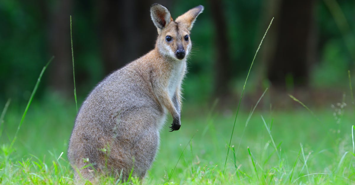 Scenic Rim wildlife - wallaby